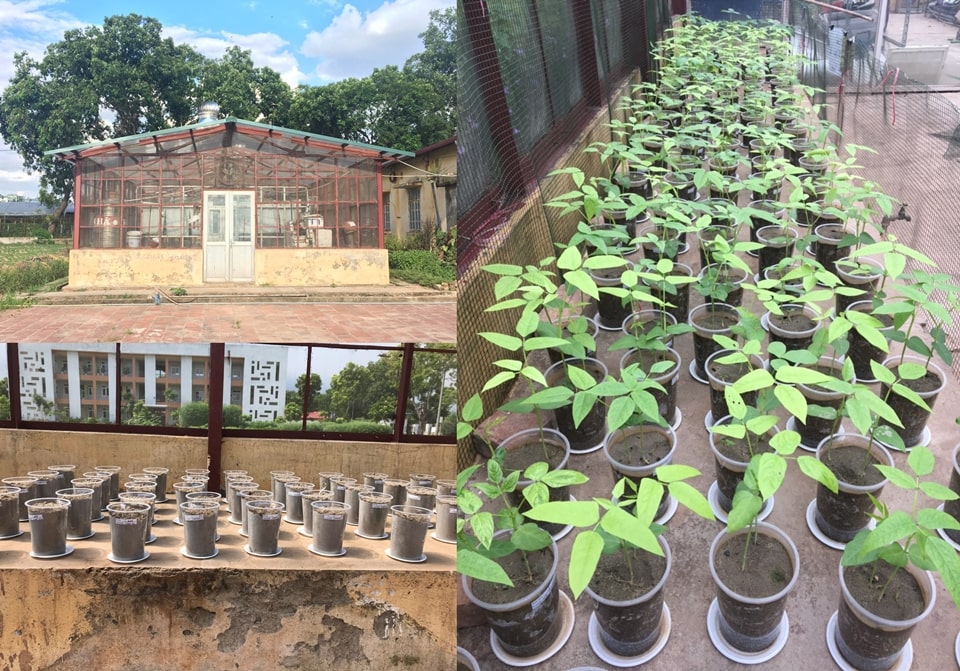 Dr. Trung’s screening of native rhizobia strains under greenhouse condition at VNUA in 2018.