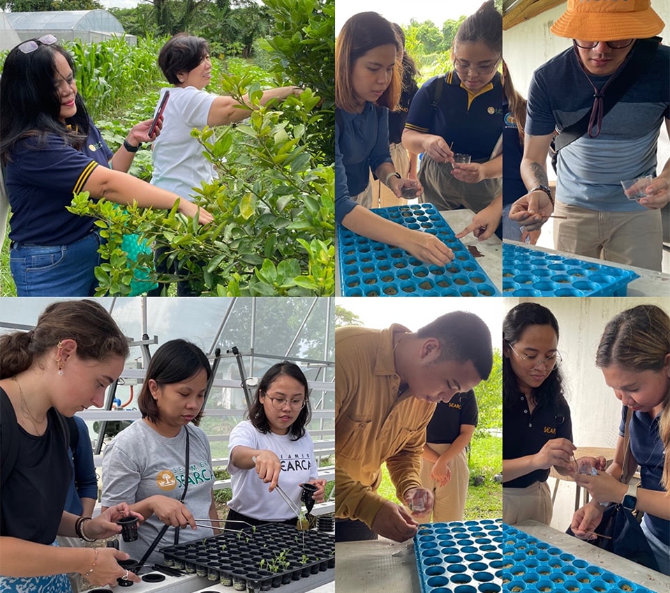 SEARCA staff, interns, and consultant tour the farm and experience planting lettuce seeds and seedlings.