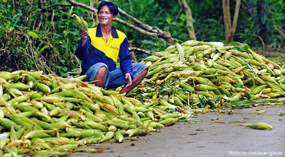 improving-corn-insurance-program-to-enhance-resilience-to-climate-change-evidence-from-corn-production-in-the-philippines