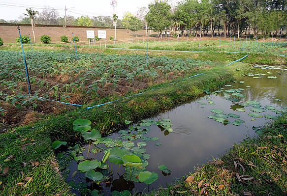 da amia group learns new theory for climate change adaptation and food security 3