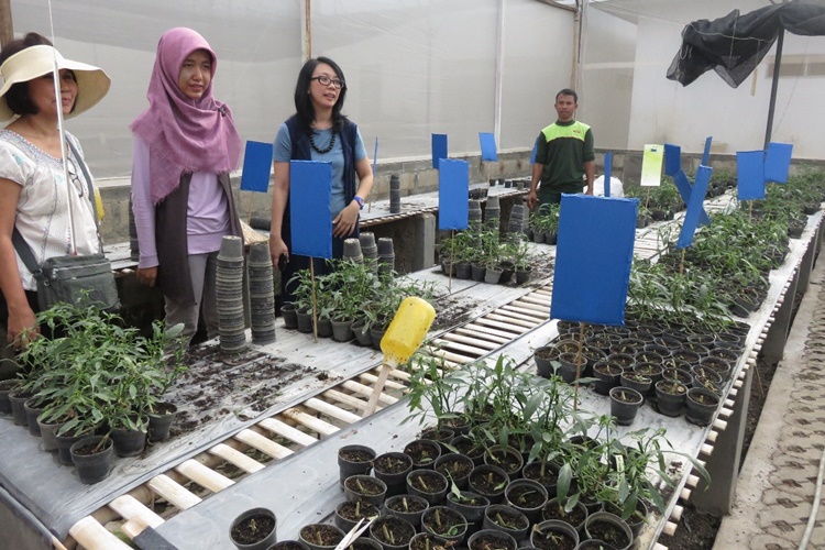 Bandung, Indonesia – Different chili cultivars undergo bio-fungicide treatment inside East West Indonesia’s  greenhouse