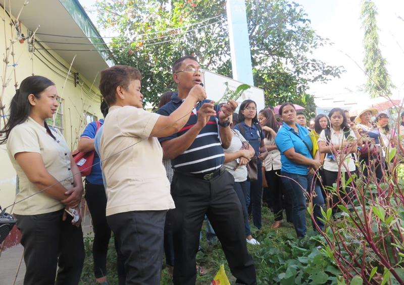 Dr. Pio A. Javier, entomologist and Adjunct Professor from UPLB, shows actual pest damage to vegetable