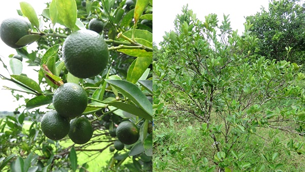 Calamansi Farms in Victoria, Oriental Mindoro