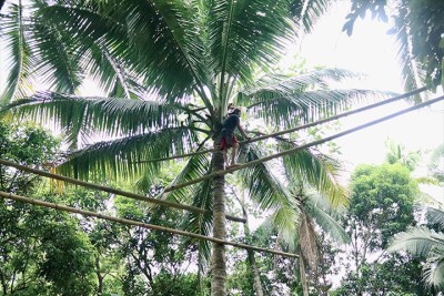 SEARCA spearheads coconut farmers&#039; training series in Quezon Province